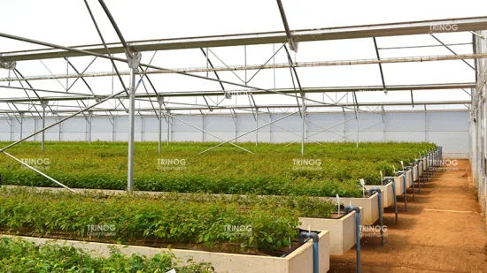 Компания Trinog China изготовила сельскохозяйственную теплицу с многопролетной гидропонной пластиковой пленкой для коммерческих ферм.