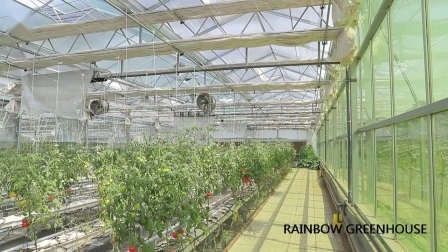 Многопролетная стеклянная теплица типа Венло для производства/коммерческой/сельскохозяйственной продукции для салатных томатов/клубники/цветов с гидропонной системой посадки